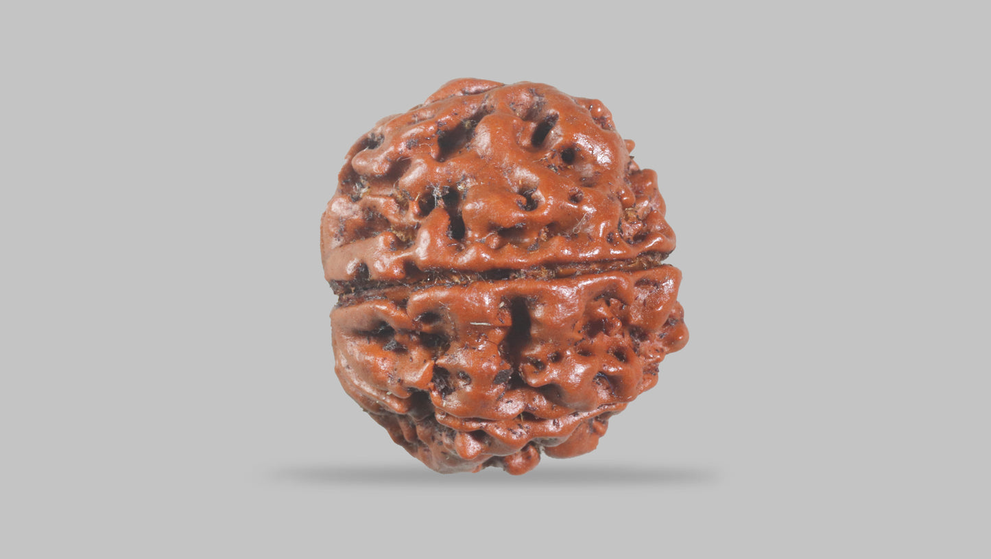 6 MUKHI RUDRAKSHA (21.30 mm)
