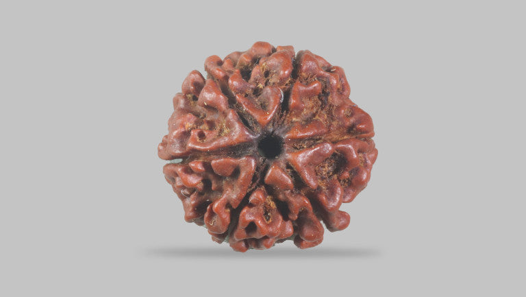 6 MUKHI RUDRAKSHA (20.50 mm)