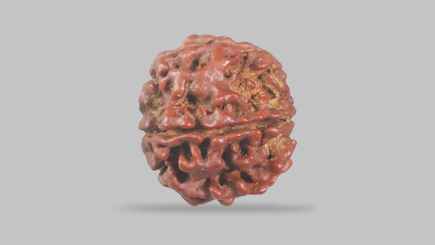 6 MUKHI RUDRAKSHA (20.50 mm)