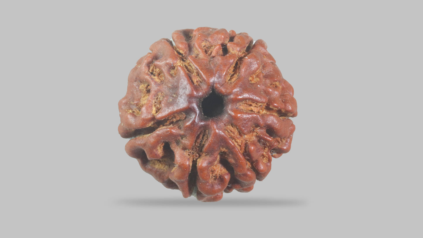 6 MUKHI RUDRAKSHA (17.77 mm)