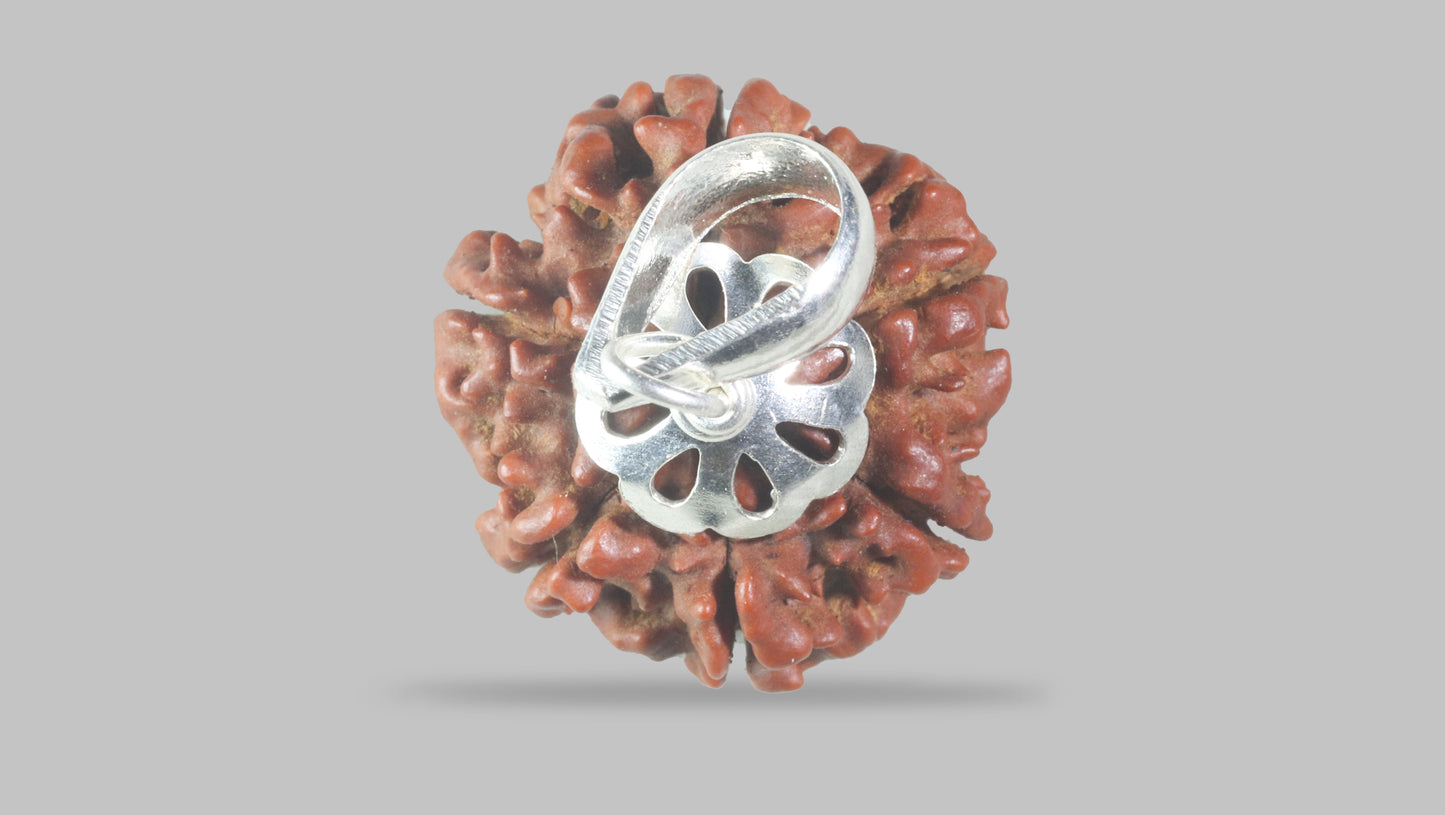 6 MUKHI RUDRAKSHA (22.80 mm)