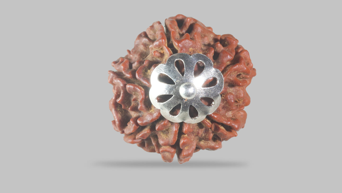 6 MUKHI RUDRAKSHA (22.80 mm)