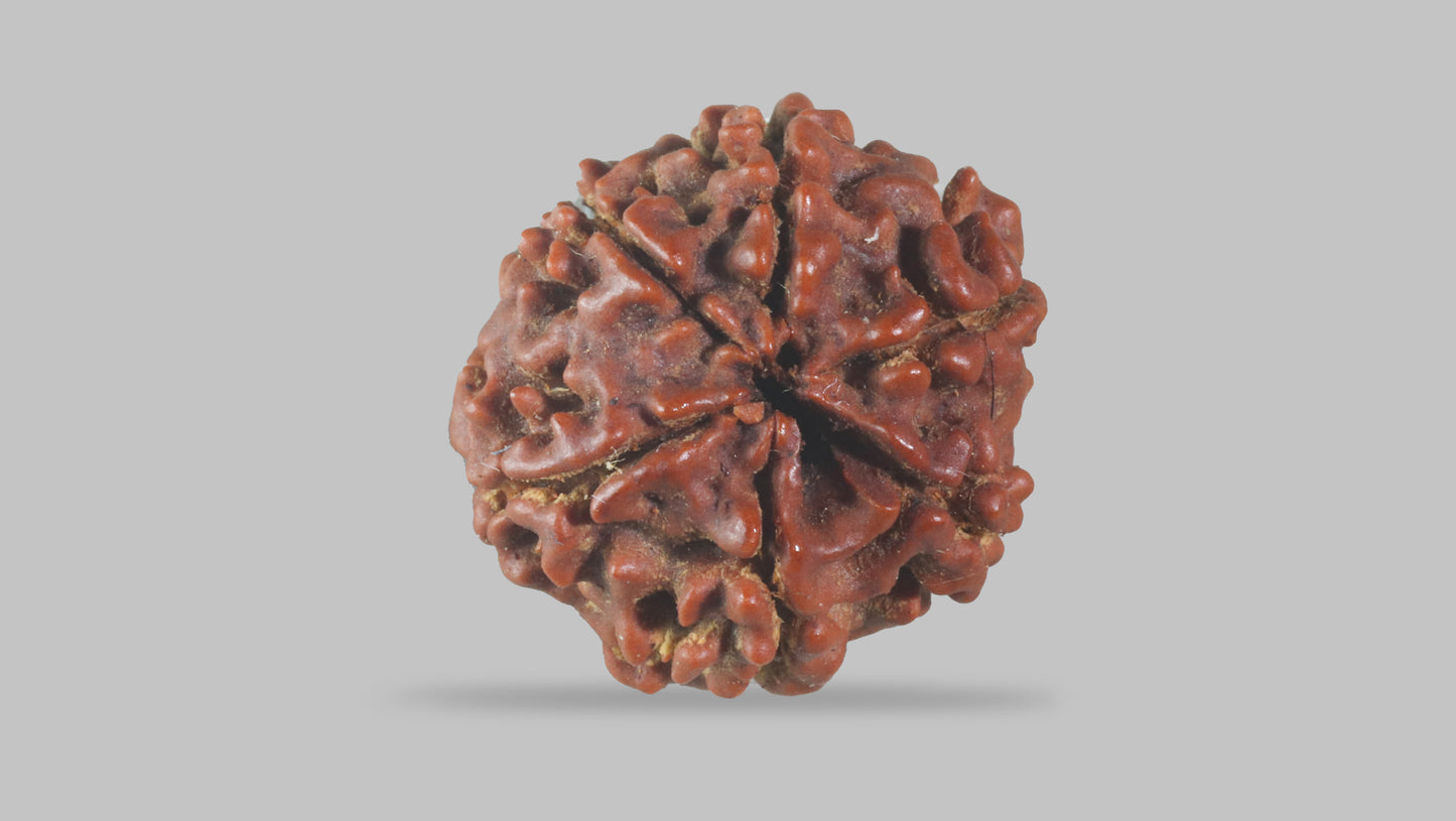 6 MUKHI RUDRAKSHA (19.60 mm)