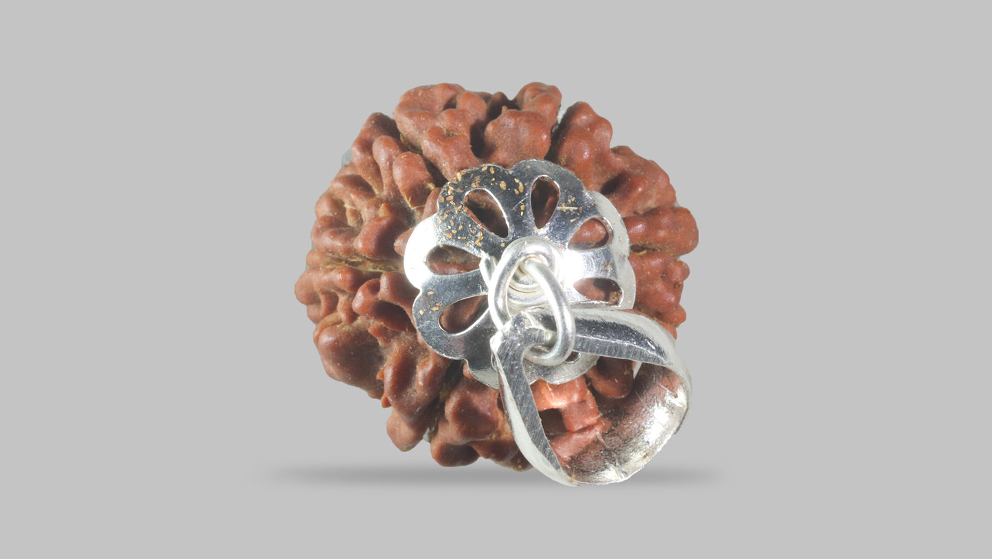 6 MUKHI RUDRAKSHA (18.55 mm)