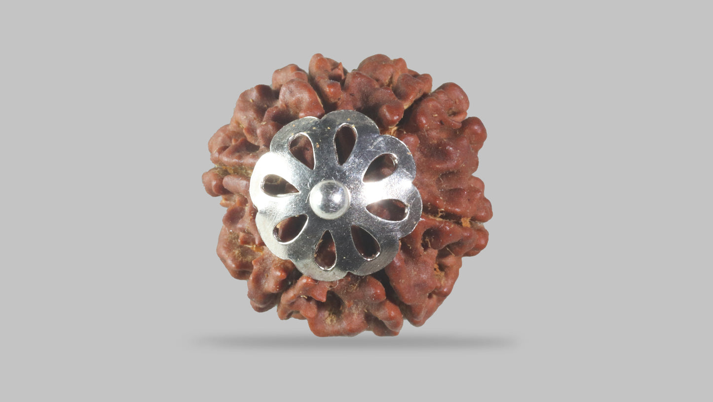 6 MUKHI RUDRAKSHA (18.55 mm)
