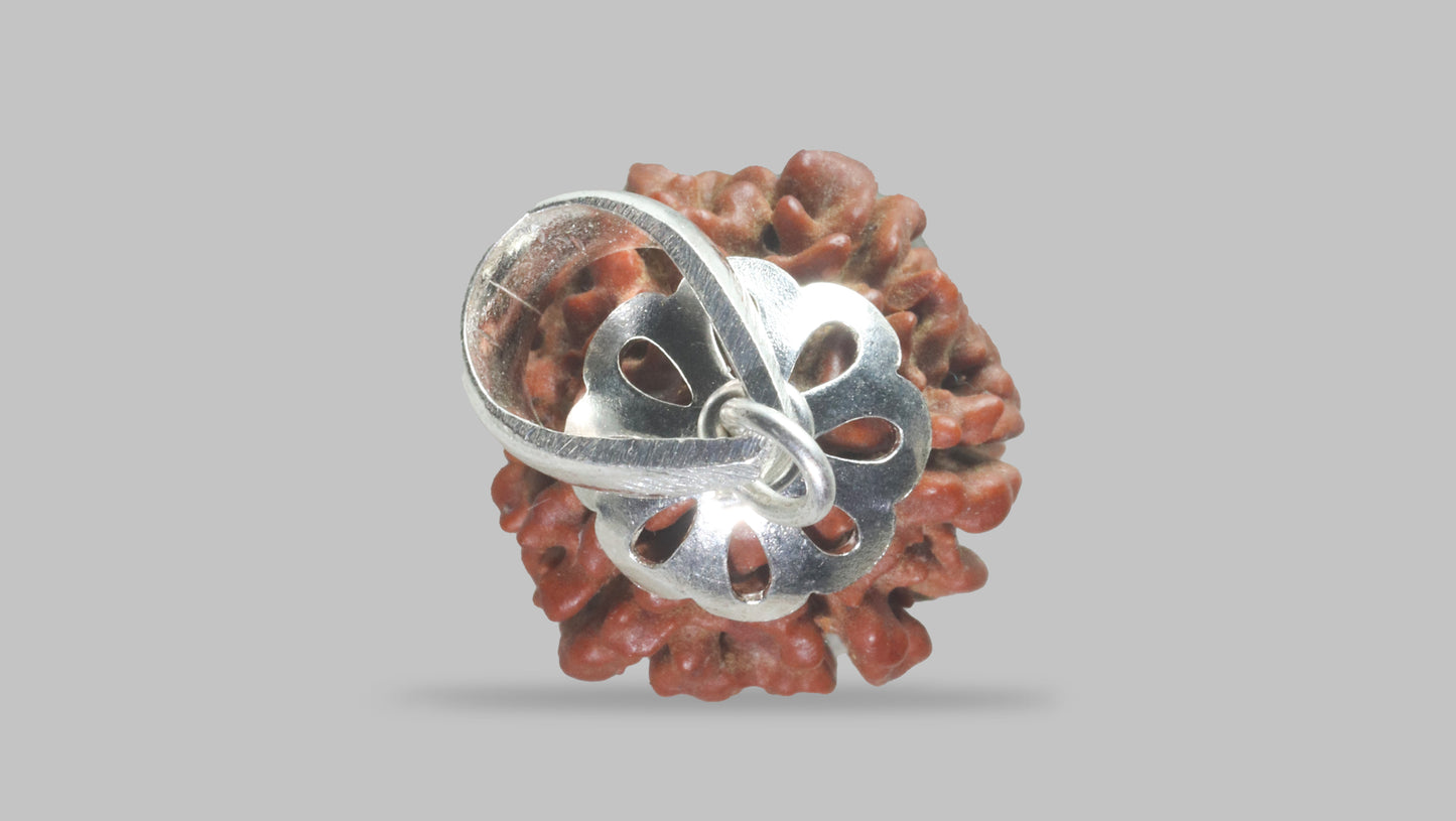 6 MUKHI RUDRAKSHA (17.40 mm)