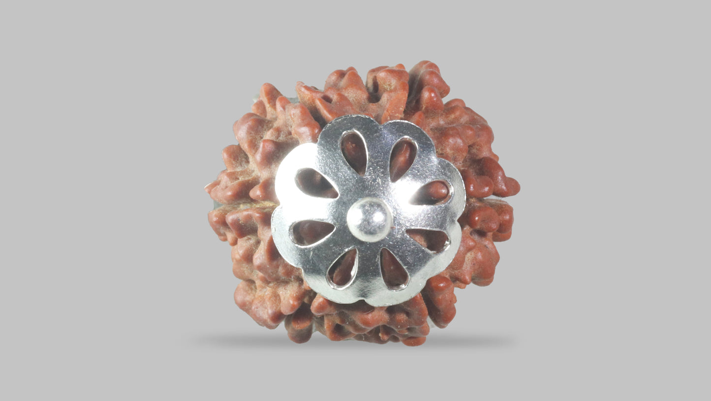 6 MUKHI RUDRAKSHA (17.40 mm)