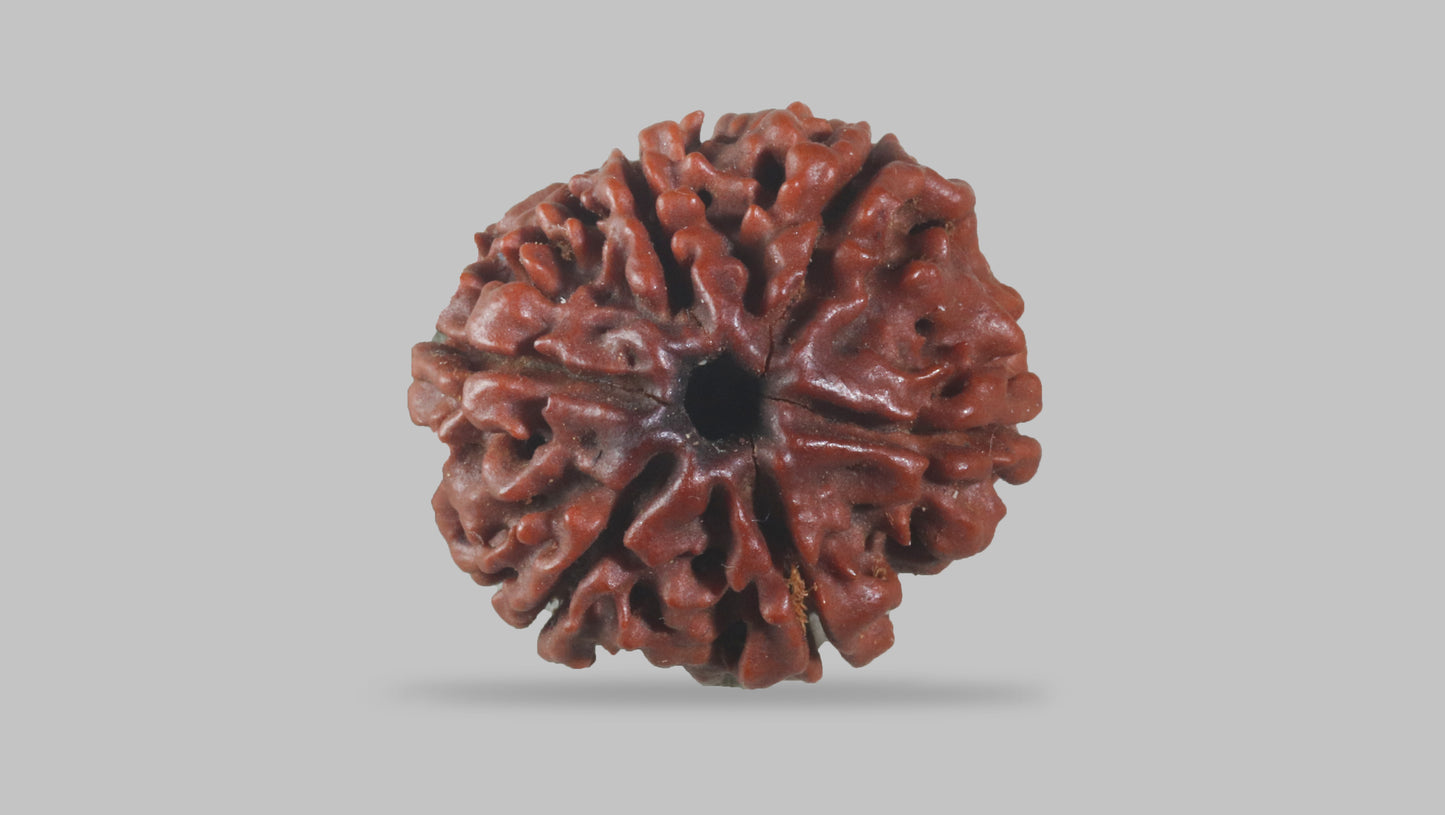 6 MUKHI RUDRAKSHA (19.92 mm)