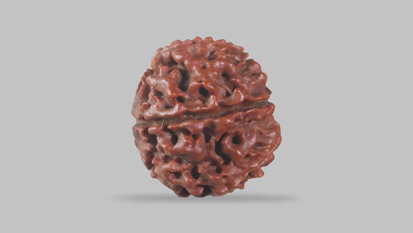 6 MUKHI RUDRAKSHA (19.92 mm)