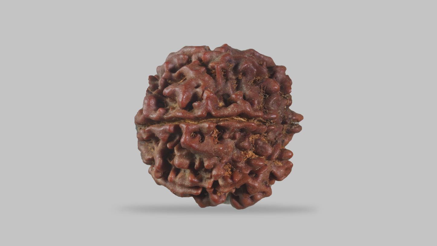 6 MUKHI RUDRAKSHA (21.40 mm)