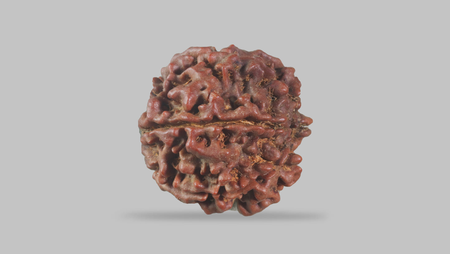 6 MUKHI RUDRAKSHA (21.40 mm)