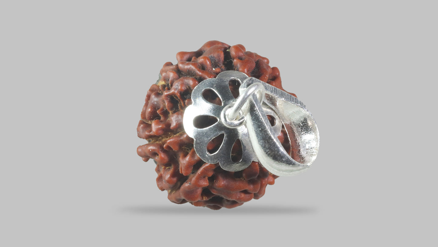 6 MUKHI RUDRAKSHA (18.00 mm)