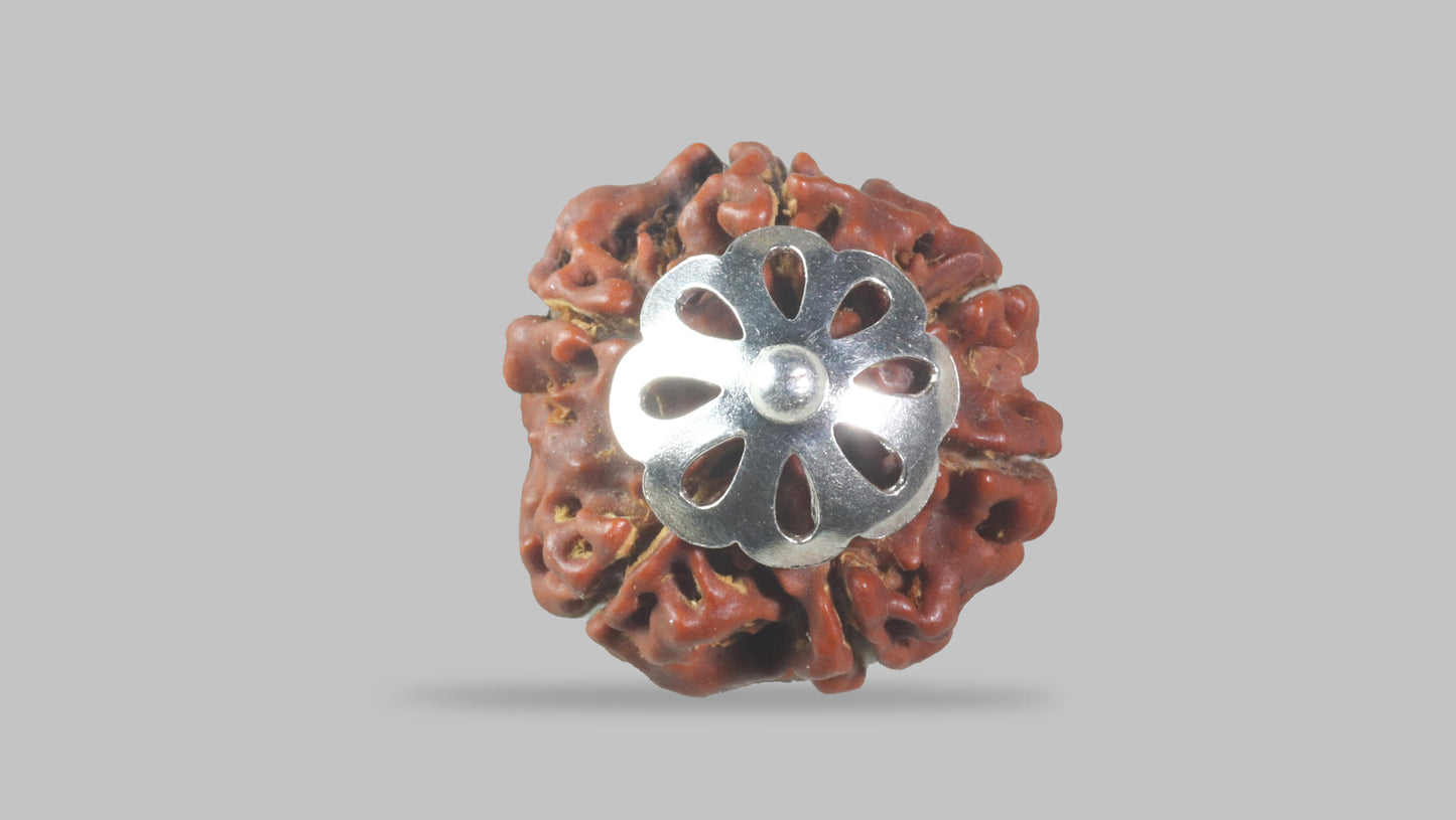 6 MUKHI RUDRAKSHA (18.00 mm)