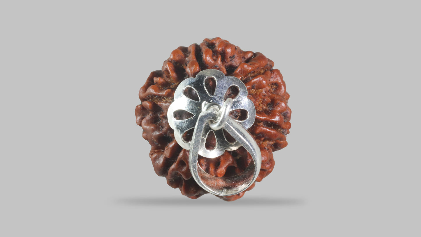 6 MUKHI RUDRAKSHA (20.50 mm)