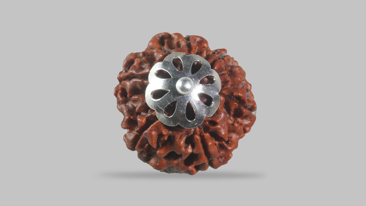 6 MUKHI RUDRAKSHA (20.50 mm)