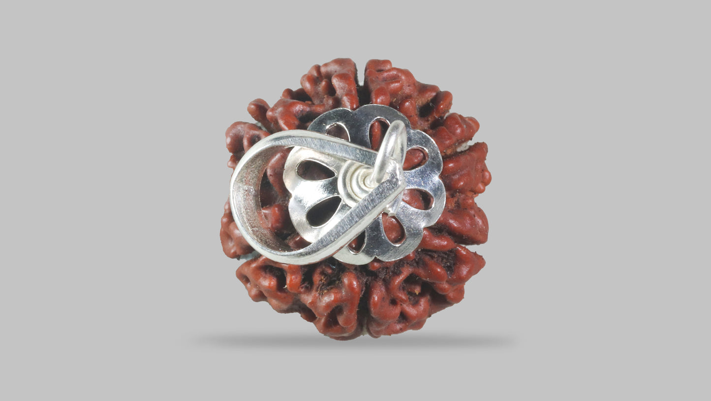 6 MUKHI RUDRAKSHA (18.51 mm)