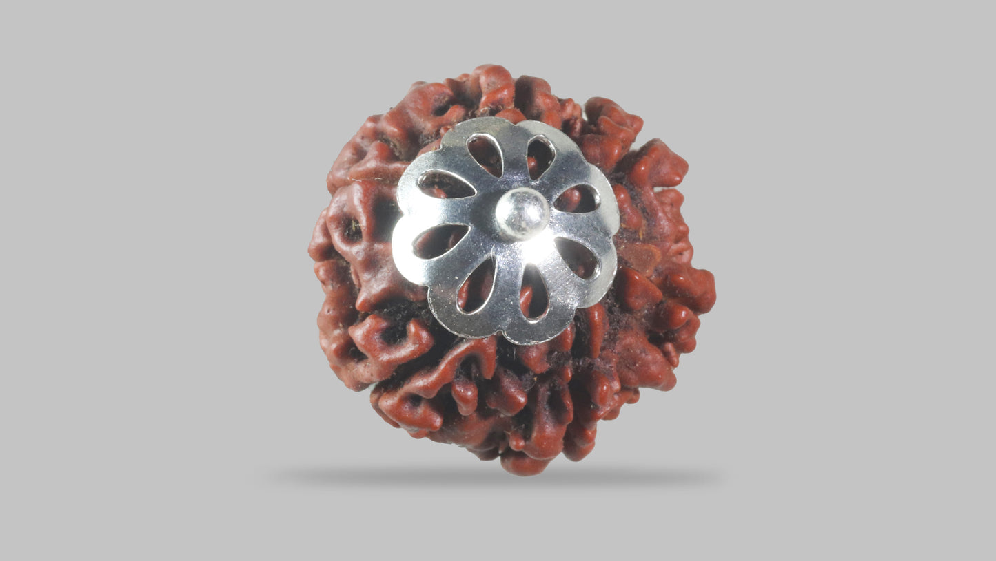 6 MUKHI RUDRAKSHA (18.51 mm)
