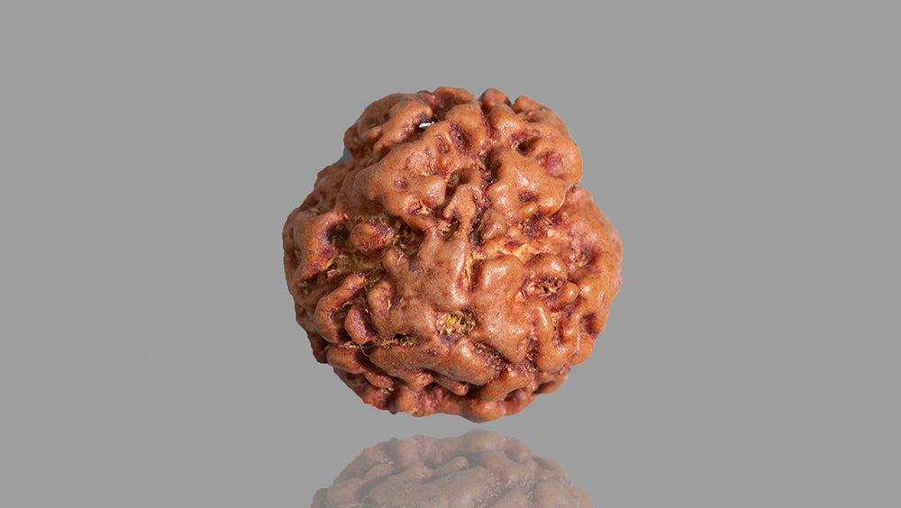 3 MUKHI RUDRAKSHA (17.31 mm)