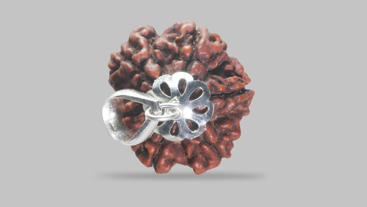 6 MUKHI RUDRAKSHA (23.35 mm)