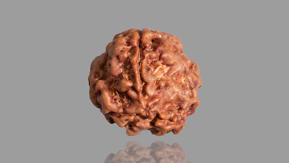 3 MUKHI RUDRAKSHA (17.31 mm)