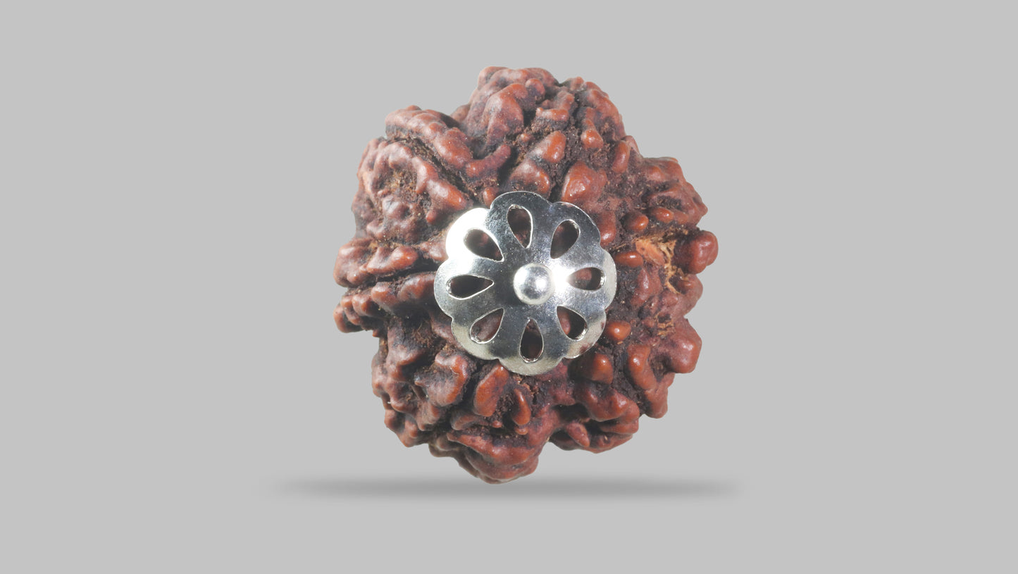 6 MUKHI RUDRAKSHA (23.35 mm)