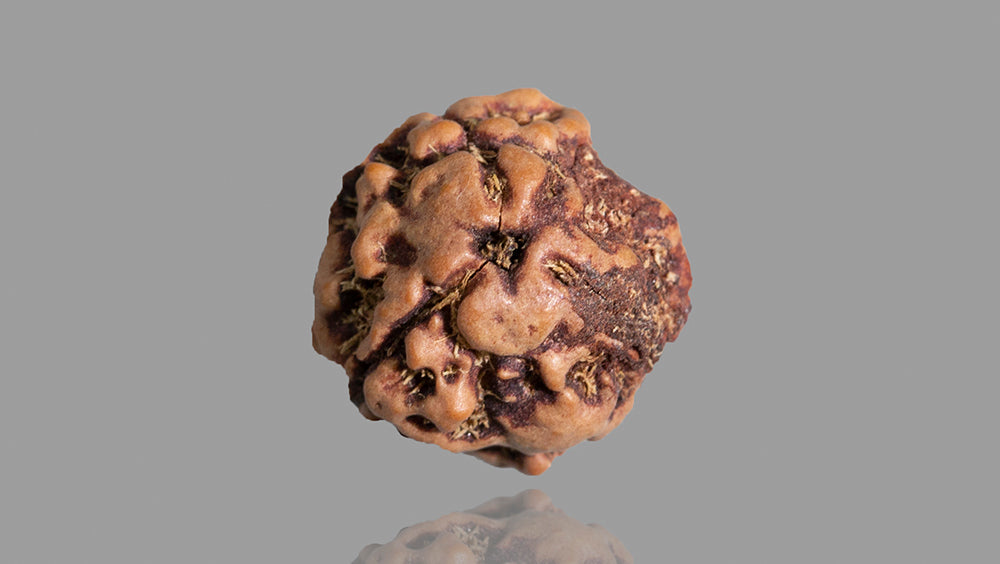 3 MUKHI RUDRAKSHA (16.68 mm)