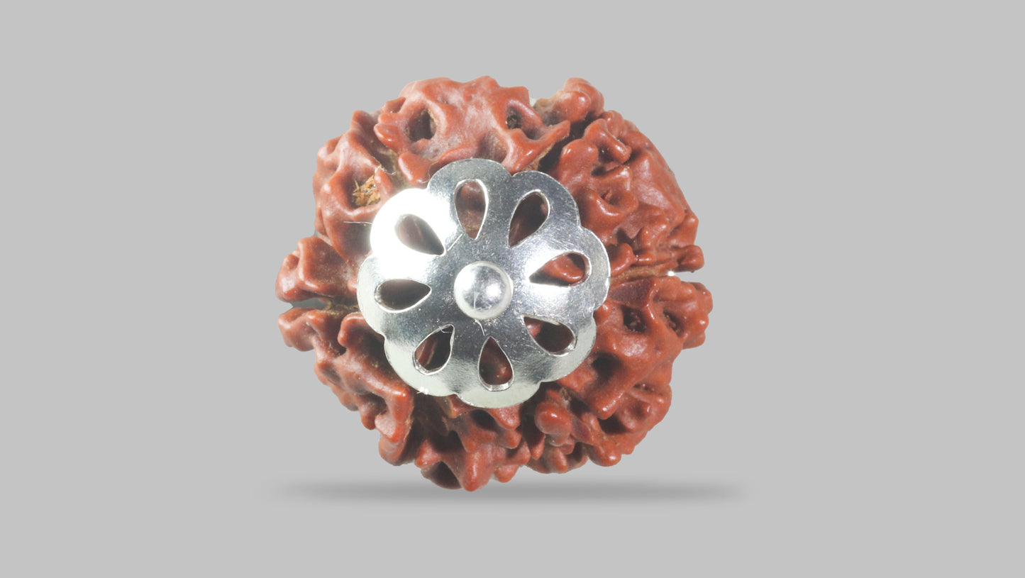 6 MUKHI RUDRAKSHA (19.89 mm)