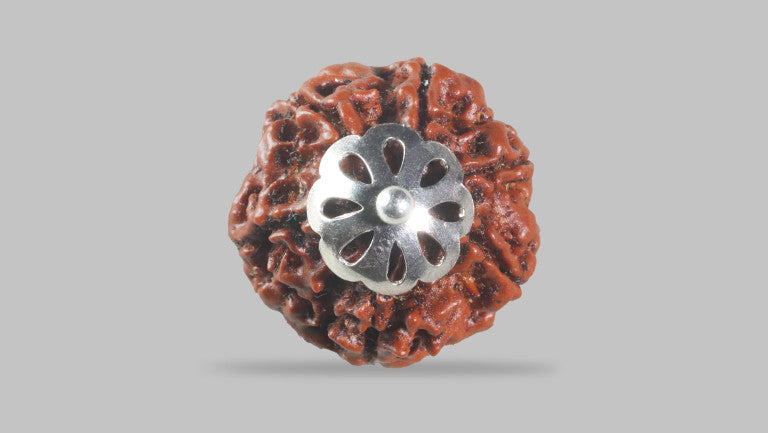 6 MUKHI RUDRAKSHA (20.30 mm)