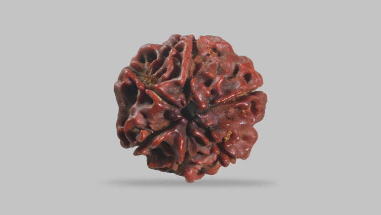 6 MUKHI RUDRAKSHA (19.35 mm)