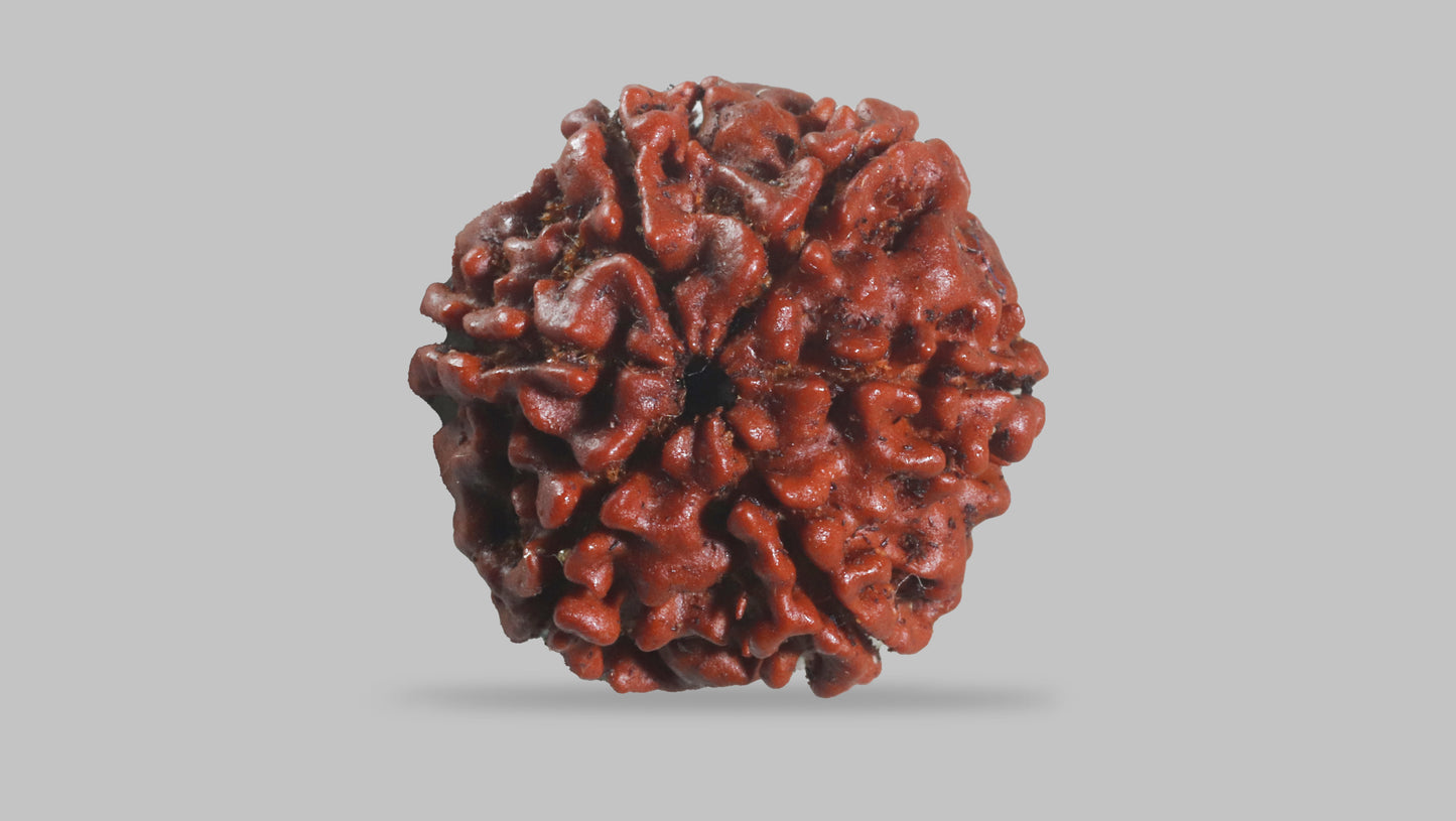 6 MUKHI RUDRAKSHA (21.50 mm)