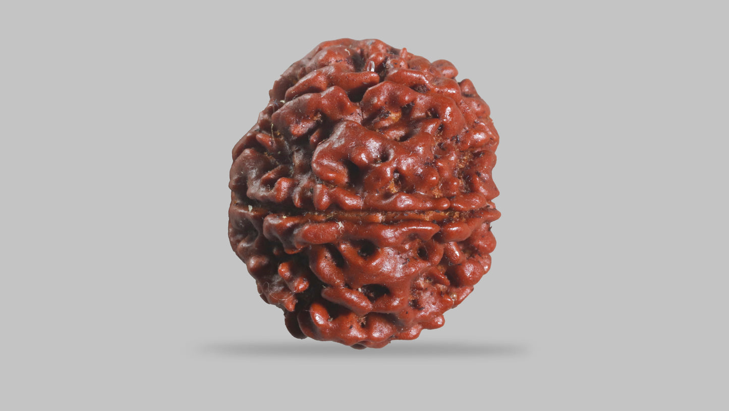 6 MUKHI RUDRAKSHA (21.50 mm)