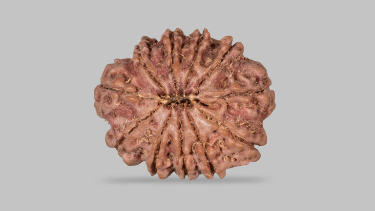 11 MUKHI RUDRAKSHA (27.35 mm)
