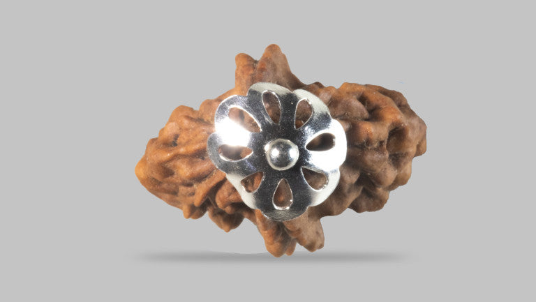 2 MUKHI RUDRAKSHA (28.30 mm)
