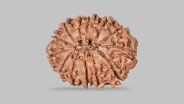 13 MUKHI RUDRAKSHA (27.42 mm)
