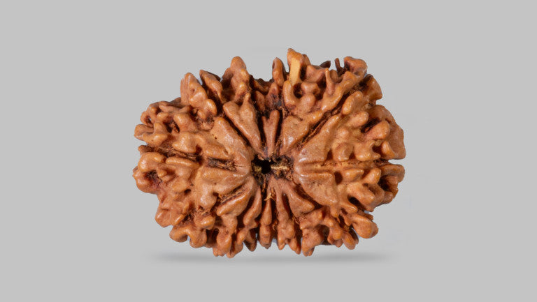 12 MUKHI RUDRAKSHA (26.08 mm)