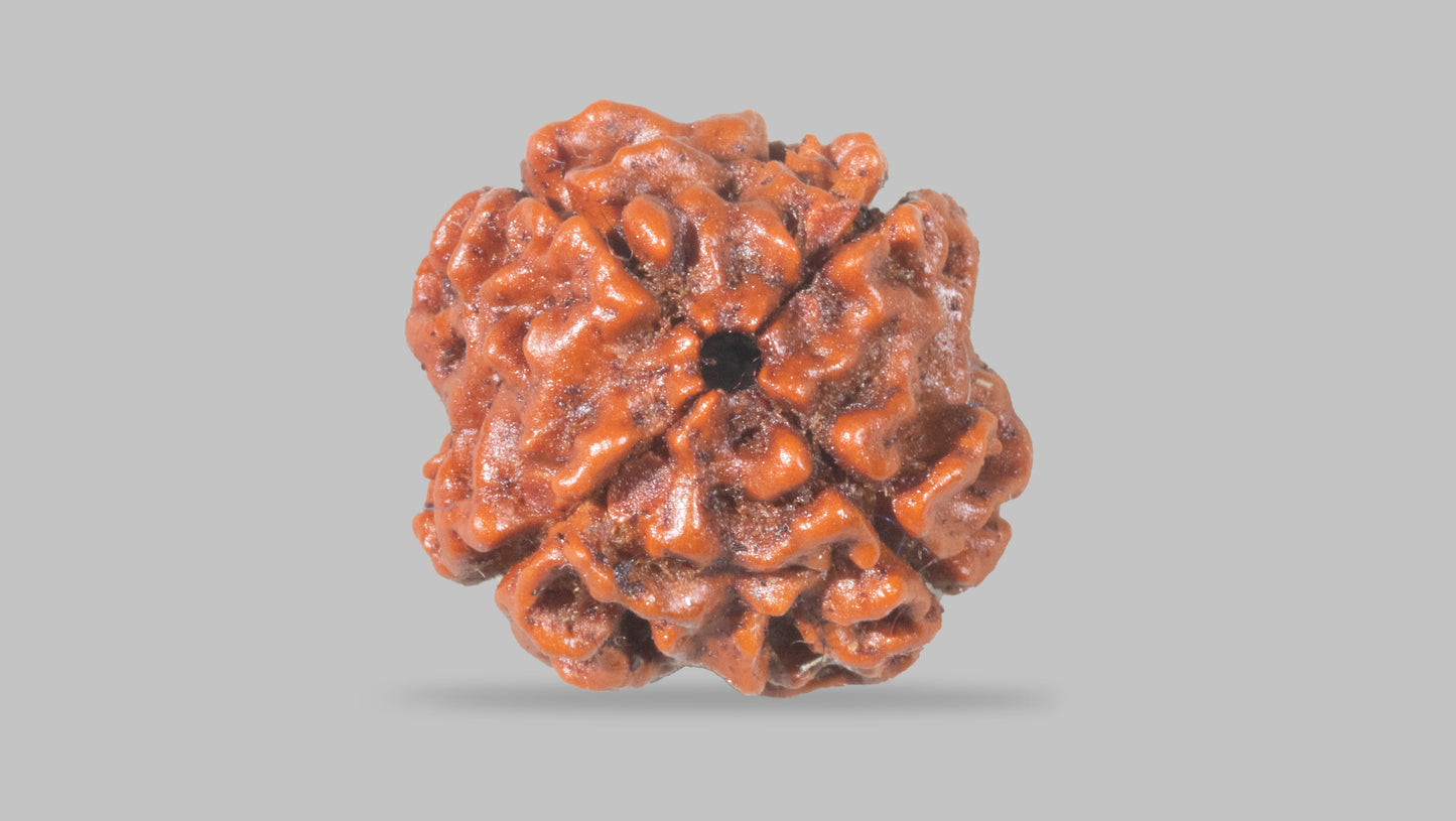 4 MUKHI RUDRAKSHA (18.02 mm)