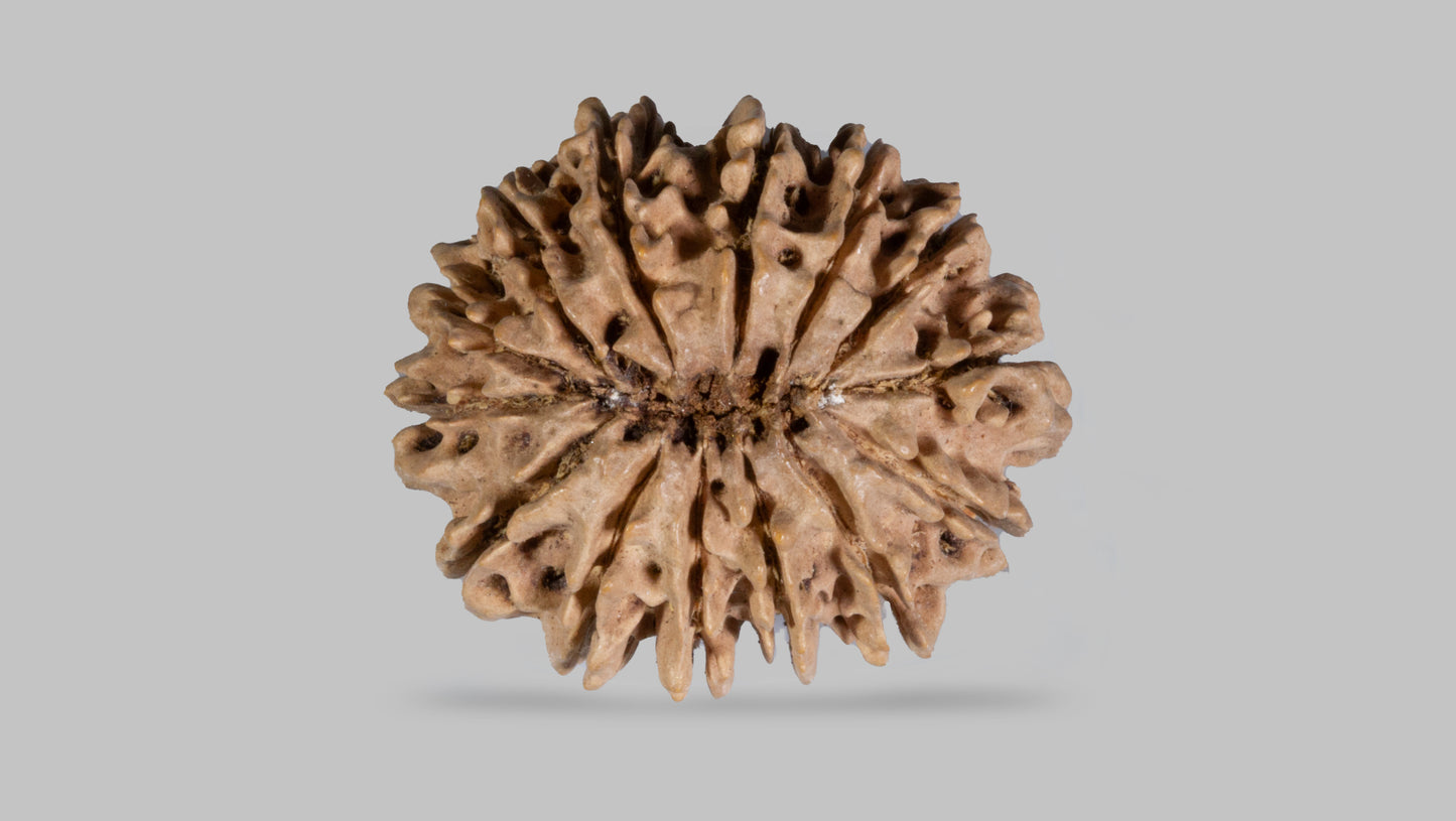 14 MUKHI RUDRAKSHA (29.30 mm)
