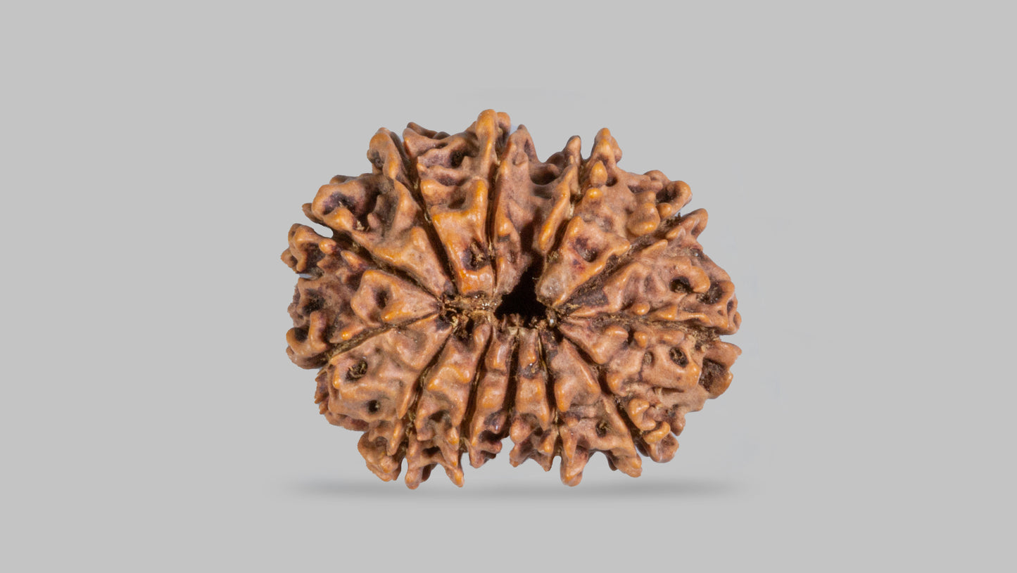 12 MUKHI RUDRAKSHA (28.63 mm)
