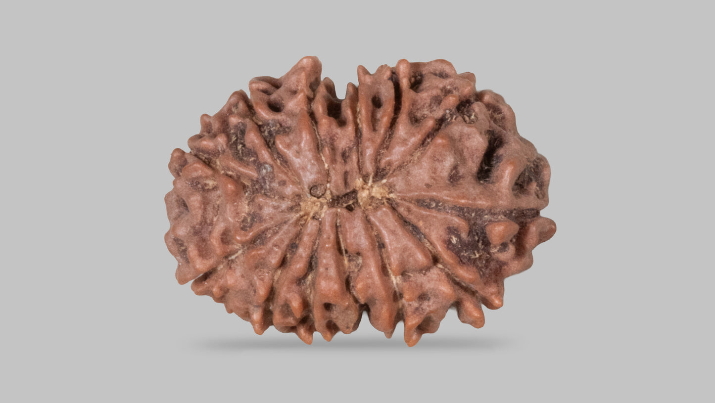 13 MUKHI RUDRAKSHA (23.65 mm)