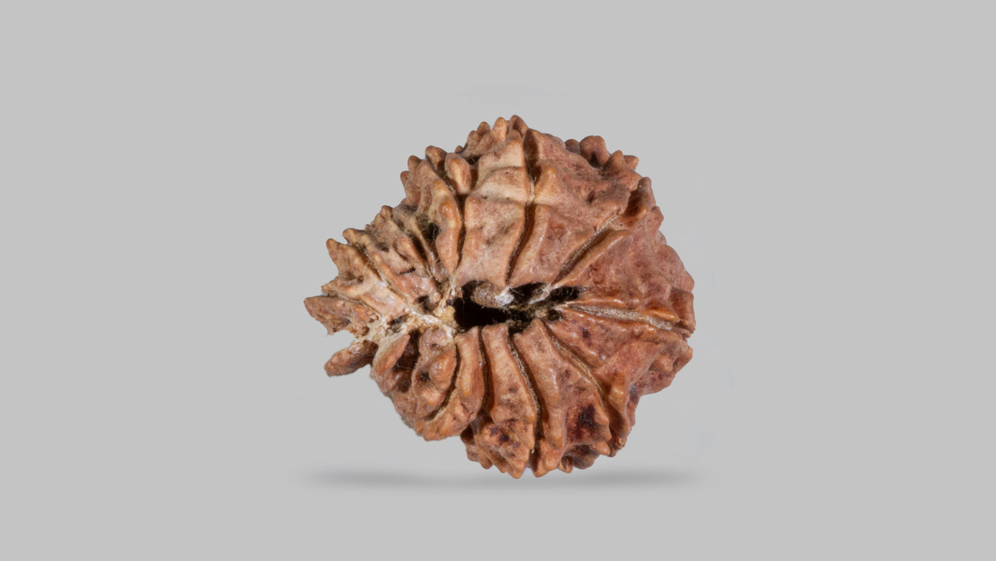 14 MUKHI RUDRAKSHA (20.96 mm)