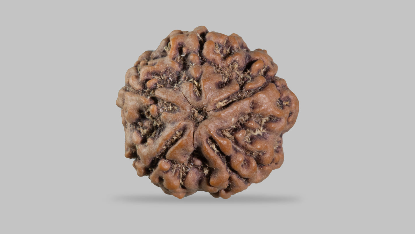 5 MUKHI RUDRAKSHA (22.25 mm)