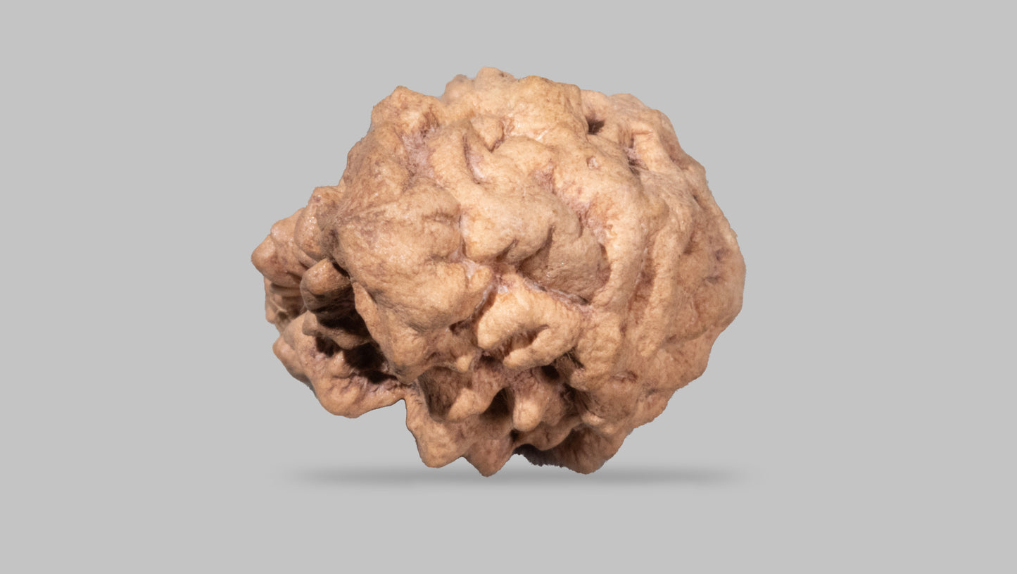 1 MUKHI RUDRAKSHA (29.00 mm)