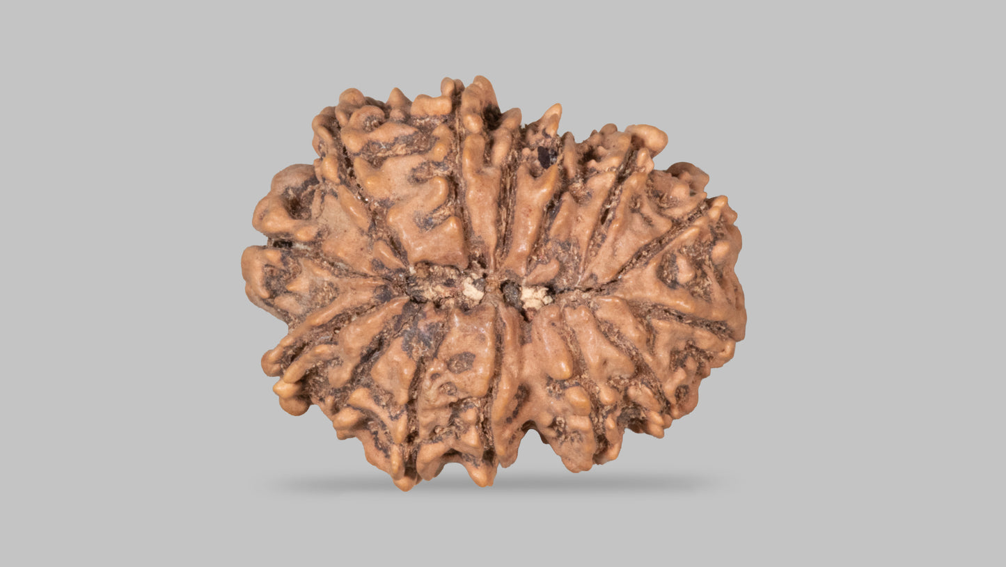 14 MUKHI RUDRAKSHA (30.72 mm)