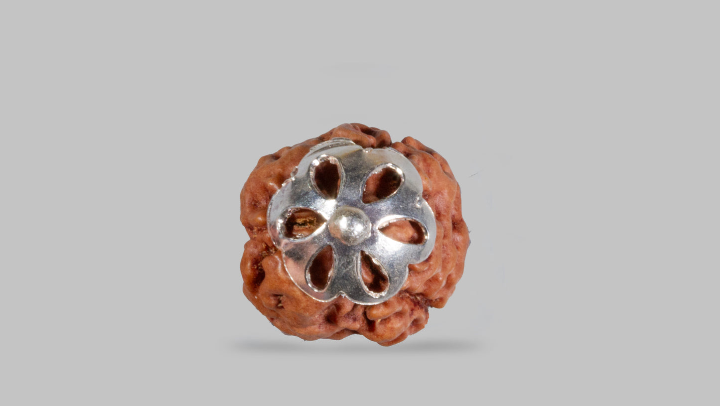 3 MUKHI RUDRAKSHA (21.22 mm)