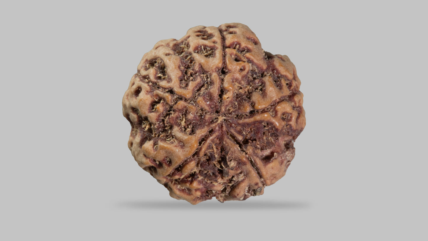 5 MUKHI RUDRAKSHA (22.80 mm)