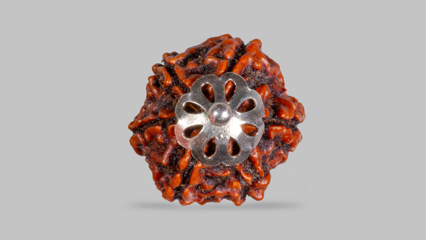 6 MUKHI RUDRAKSHA (22.03 mm)
