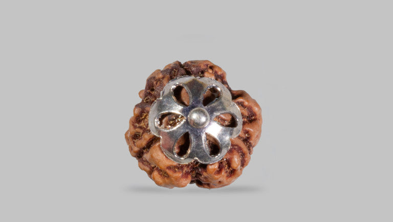 3 MUKHI RUDRAKSHA (19.83 mm)