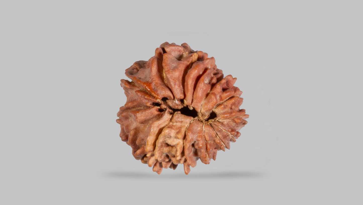 14 MUKHI RUDRAKSHA (19.48 mm)