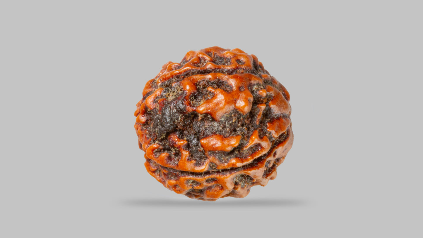4 MUKHI RUDRAKSHA (17.19 mm)