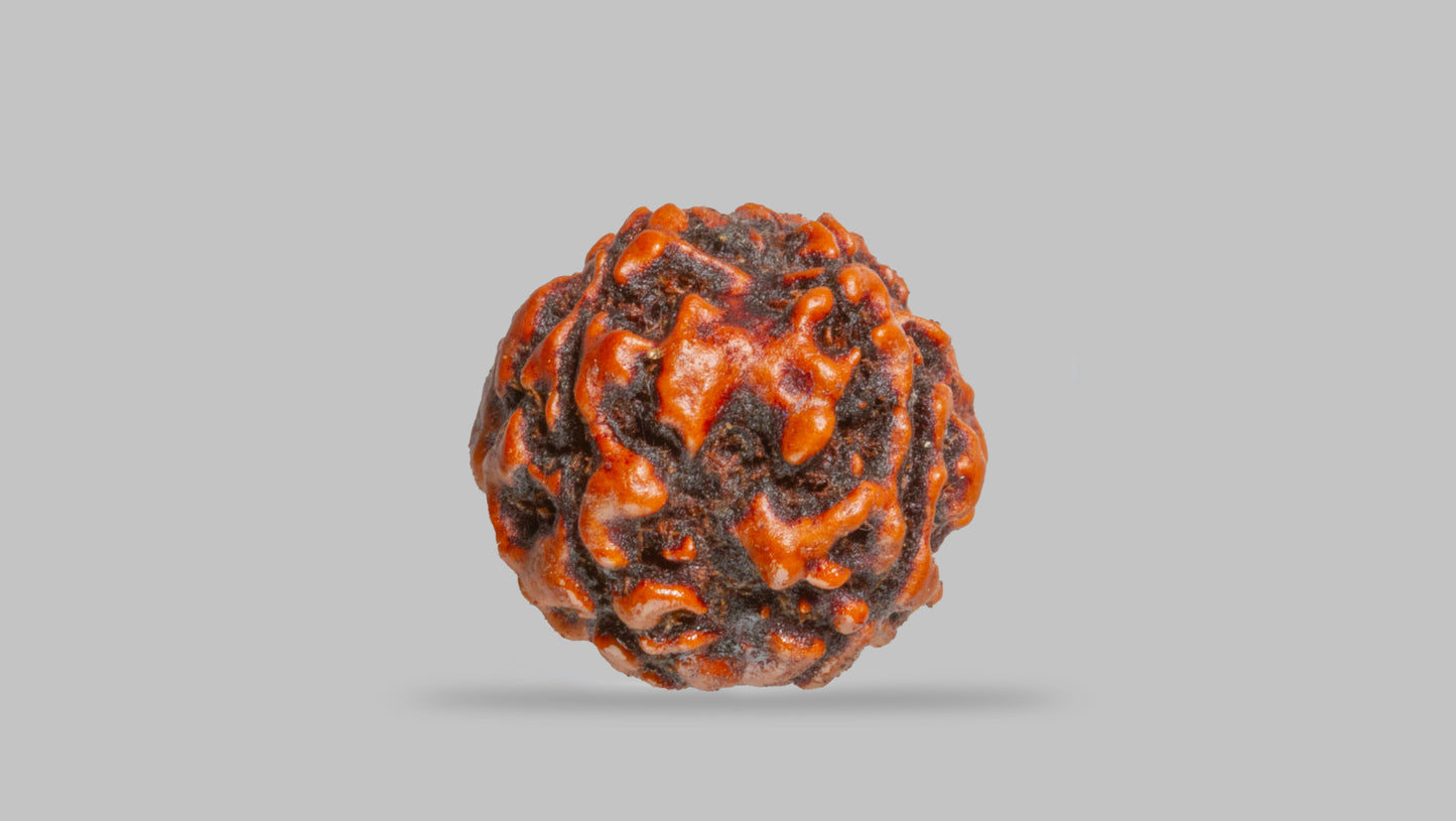4 MUKHI RUDRAKSHA (17.47 mm)